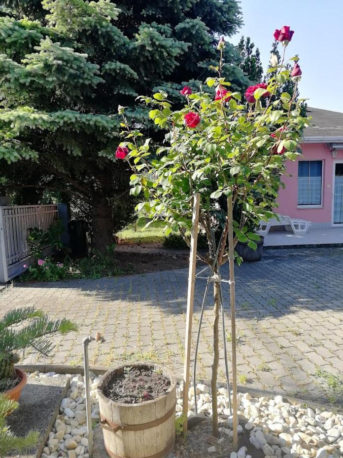 Feszek Apartmanhaz Apartment *